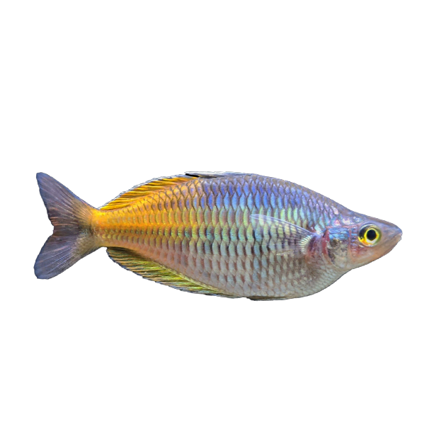 Imagem do peixe Arco-Íris
